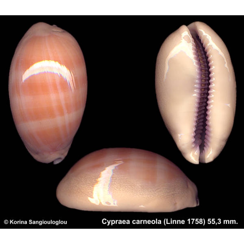 Cypraea carneola Outstanding Large!