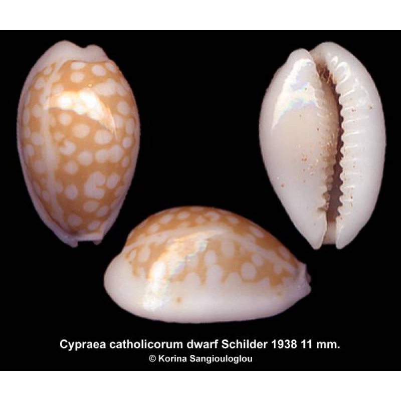 Cypraea catholicorum dwarf Gorgeous Superb!