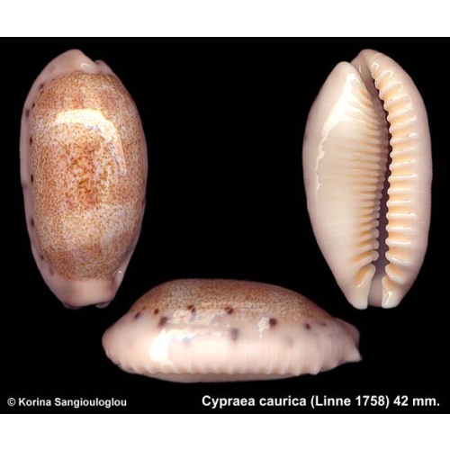 Cypraea caurica Gorgeous Callosus Superb!