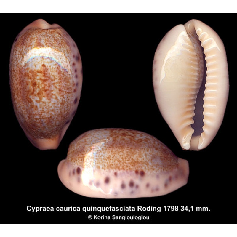 Cypraea caurica quinquefasciata Gorgeous!
