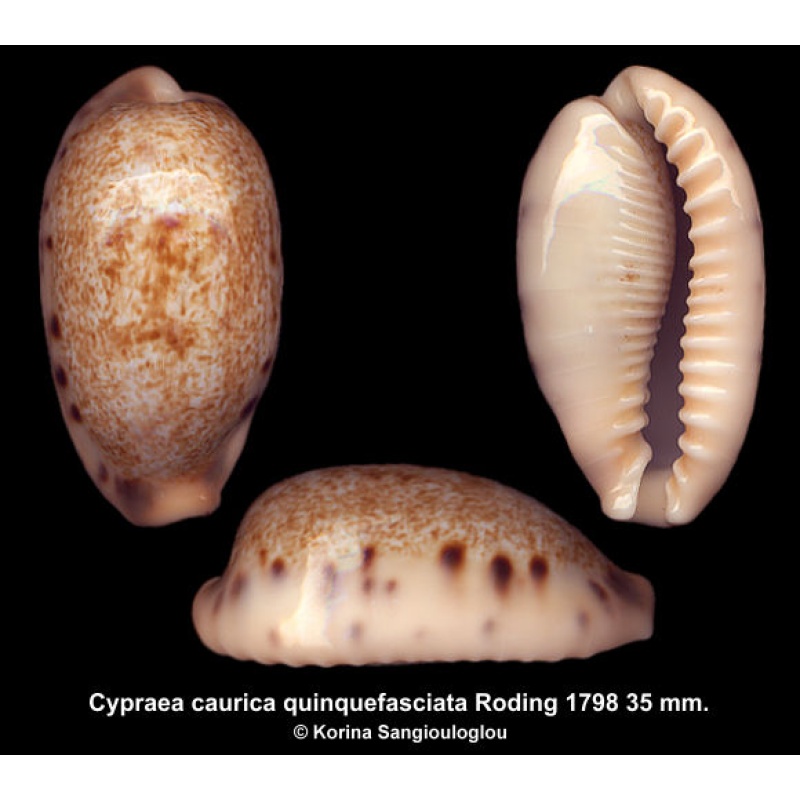 Cypraea caurica quinquefasciata Gorgeous!
