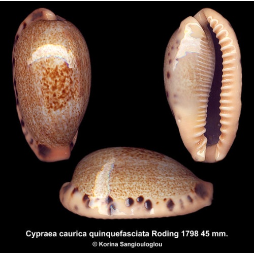 Cypraea caurica quinquefasciata Gorgeous Large Elongated Superb!