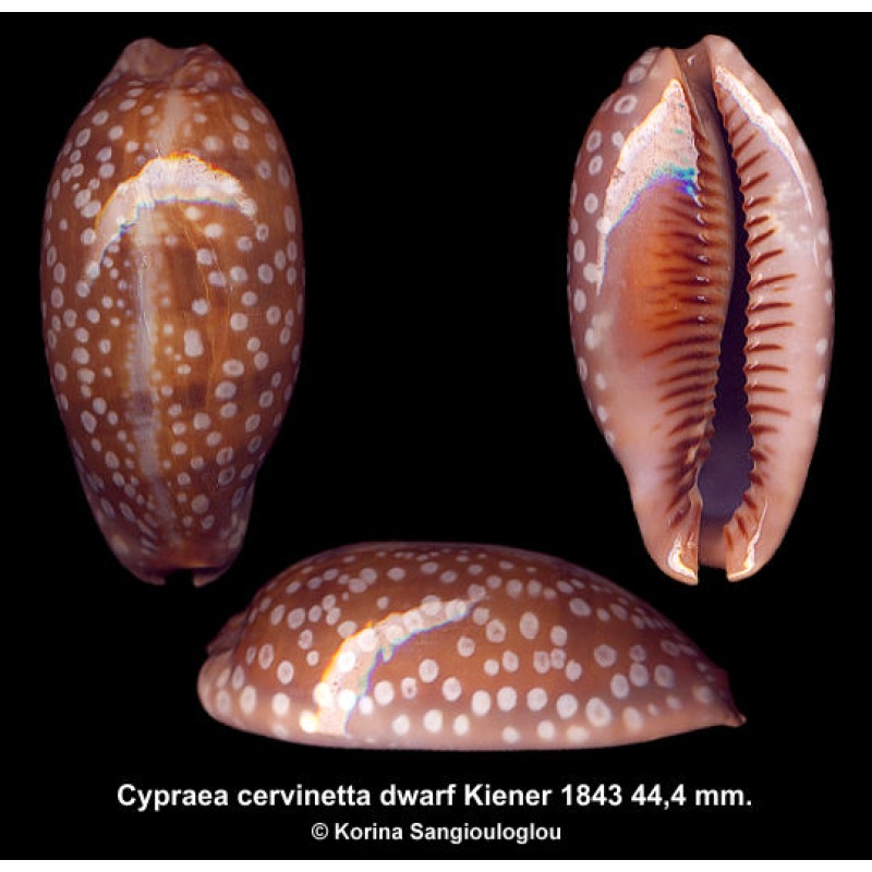 Cypraea cervinetta dwarf Gorgeous Superb!
