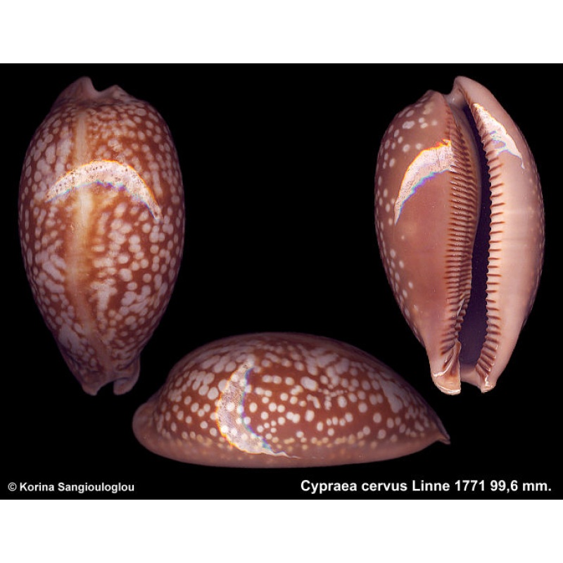 Cypraea cervus Gorgeous Superb!