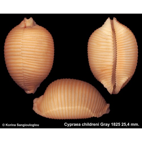 Cypraea childreni Gorgeous Huge!