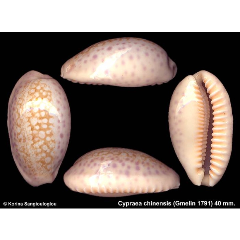 Cypraea chinensis Gorgeous Double Pattern Superb!