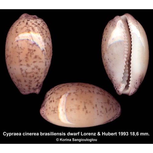 Cypraea cinerea brasiliensis dwarf Gorgeous Special Cylindrical Form!