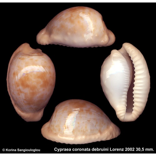 Cypraea coronata debruini Gorgeous Superb!