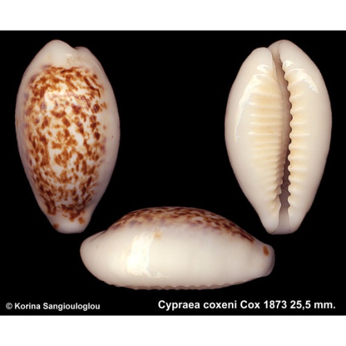 Cypraea coxeni Gorgeous Superb Large!