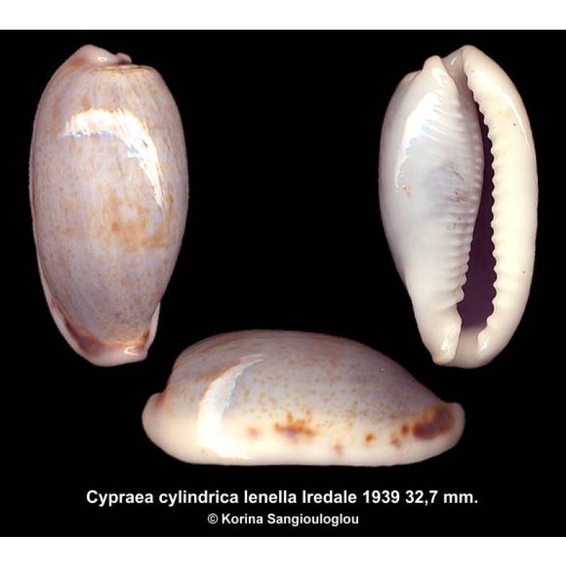 Cypraea cylindrica lenella Gorgeous Bluish!