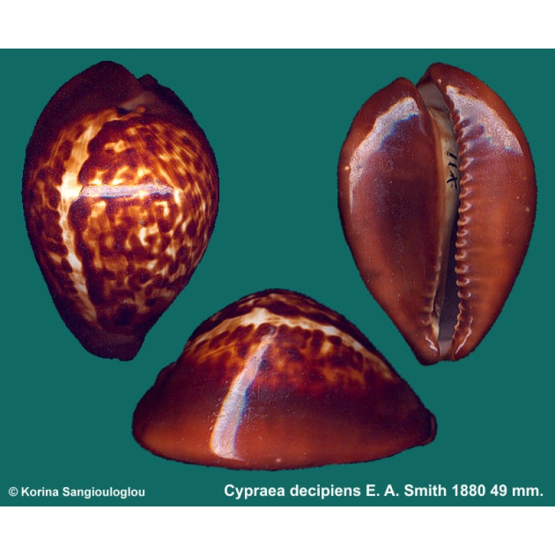 Cypraea decipiens Gorgeous Dark!
