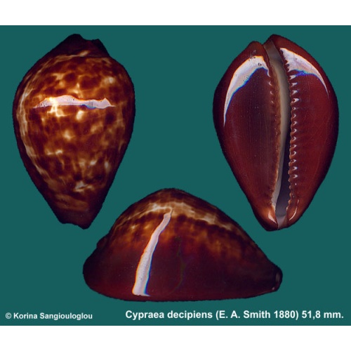 Cypraea decipiens Gorgeous Dark Bargain!