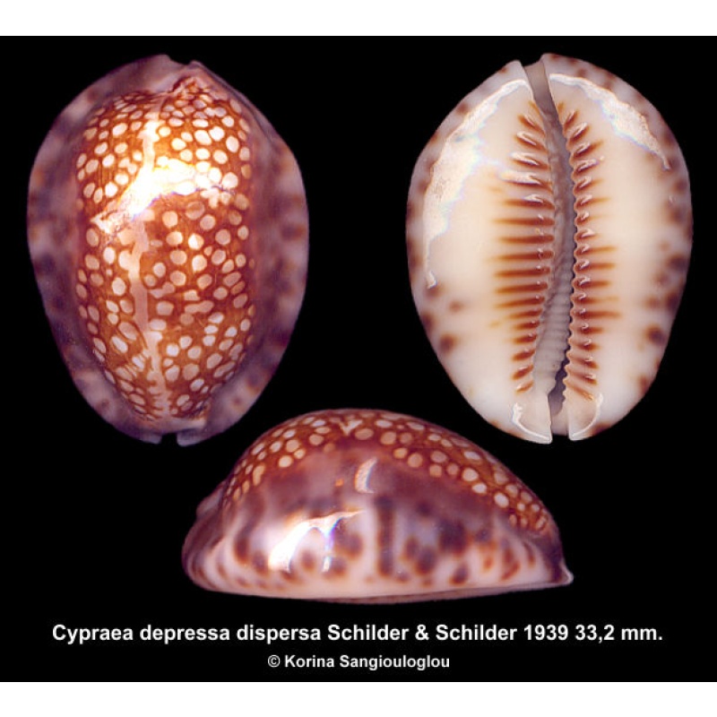 Cypraea depressa dispersa Gorgeous Superb!