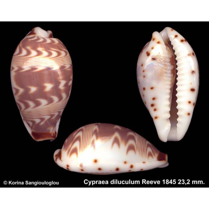 Cypraea diluculum Gorgeous!