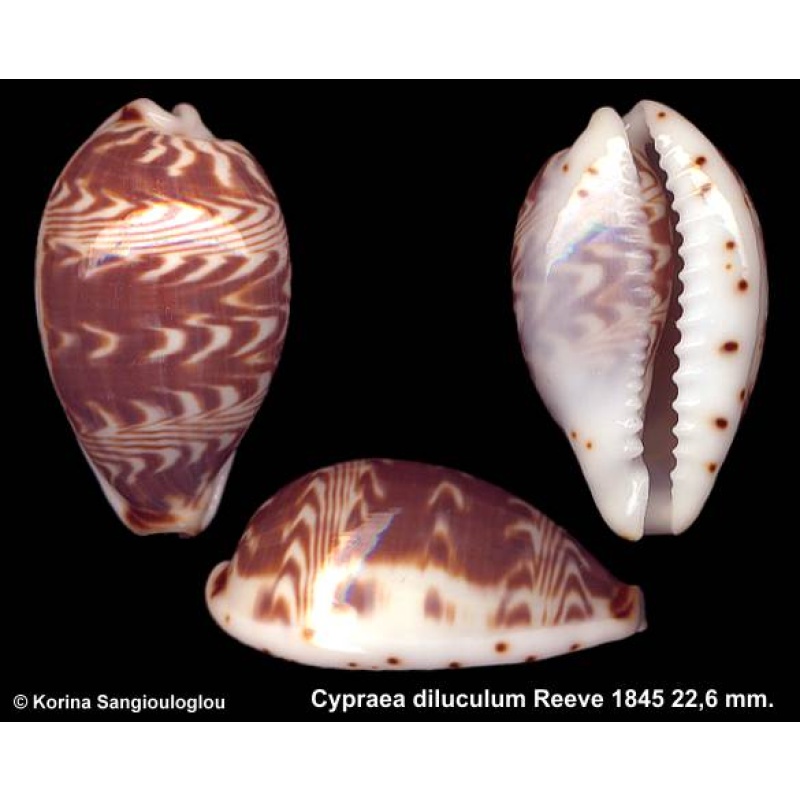 Cypraea diluculum Gorgeous Unusual!