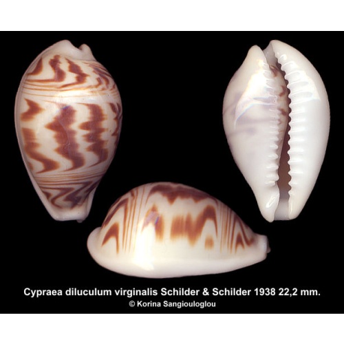 Cypraea diluculum virginalis Gorgeous Exceptional!