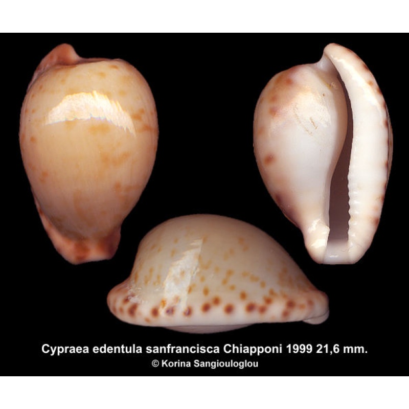Cypraea edentula sanfrancisca Gorgeous Spherical!