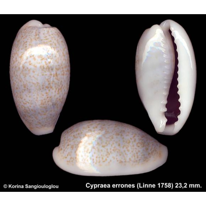 Cypraea errones Gorgeous Banded Blue!