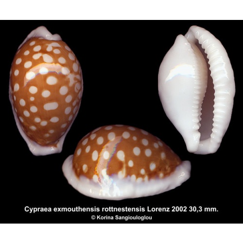 Cypraea exmouthensis rottnestensis Gorgeous Superb!