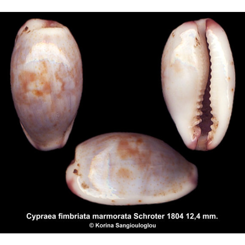 Cypraea fimbriata marmorata Outstanding Exceptional Form!