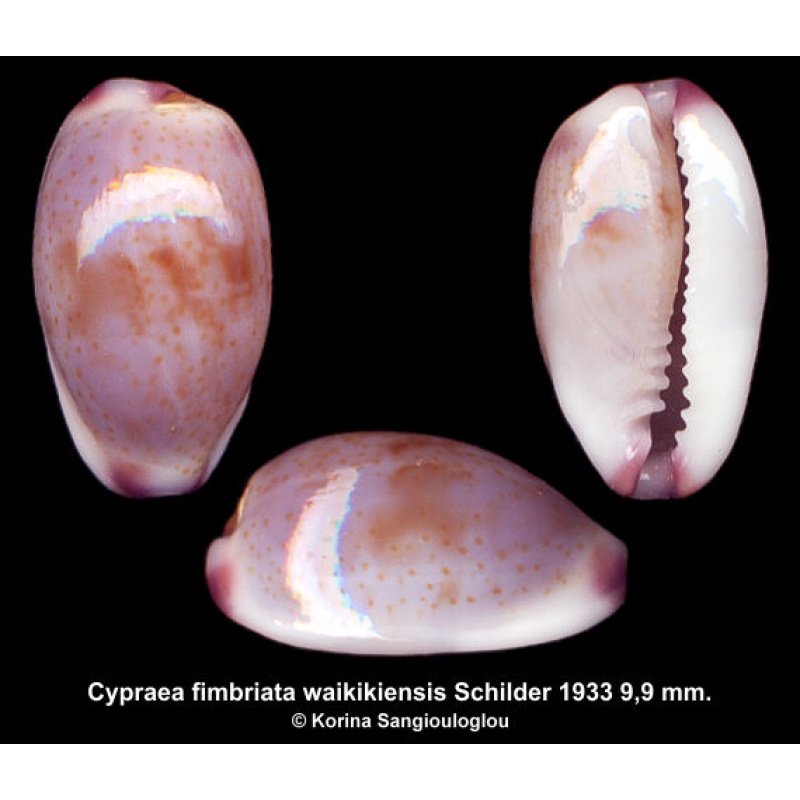 Cypraea fimbriata waikikiensis Outstanding Hawaiian Form!