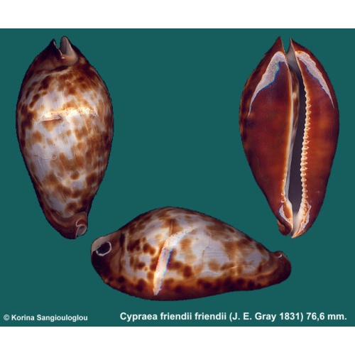 Cypraea friendii friendii Gorgeous Blue!