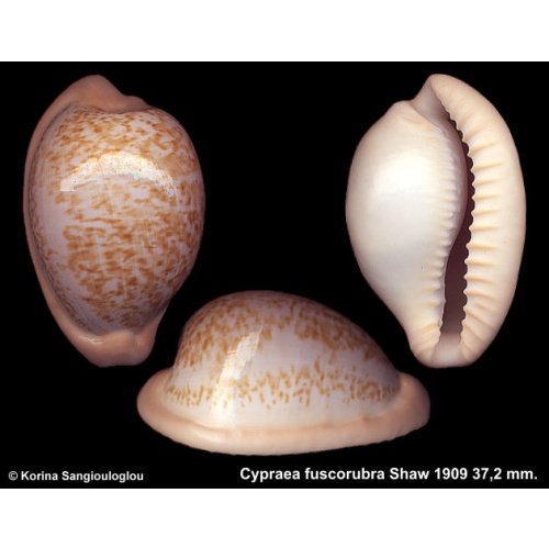 Cypraea fuscorubra Gorgeous Extra Large!