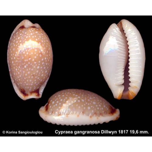 Cypraea gangranosa Outstanding!