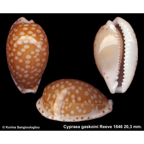 Cypraea gaskoini Gorgeous Superb!