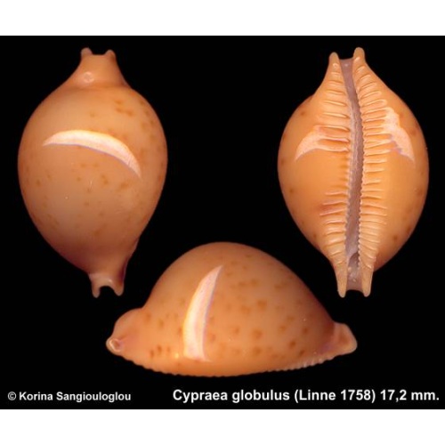 Cypraea globulus Gorgeous Yellow/orange!