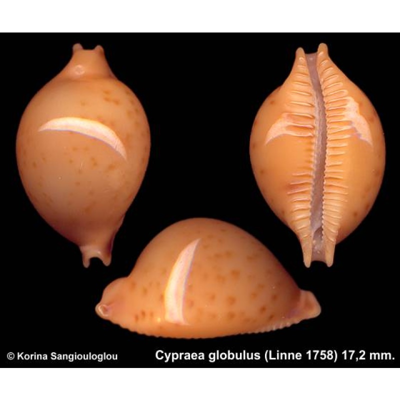 Cypraea globulus Gorgeous Yellow/orange!