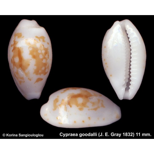 Cypraea goodalli Gorgeous Large Superb!