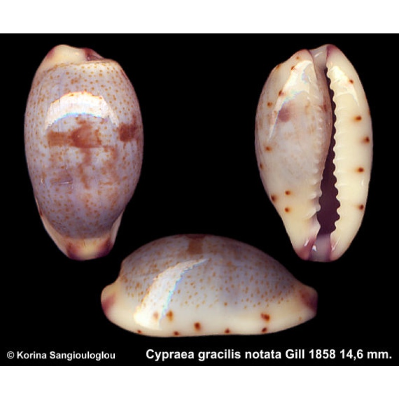 Cypraea gracilis notata Gorgeous Uncommon Form!