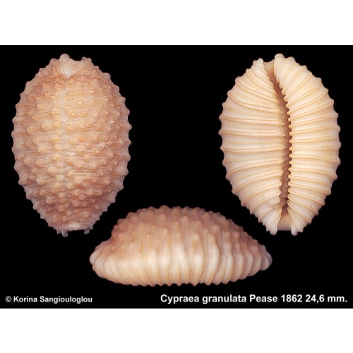 Cypraea granulata Gorgeous Inflated Special!