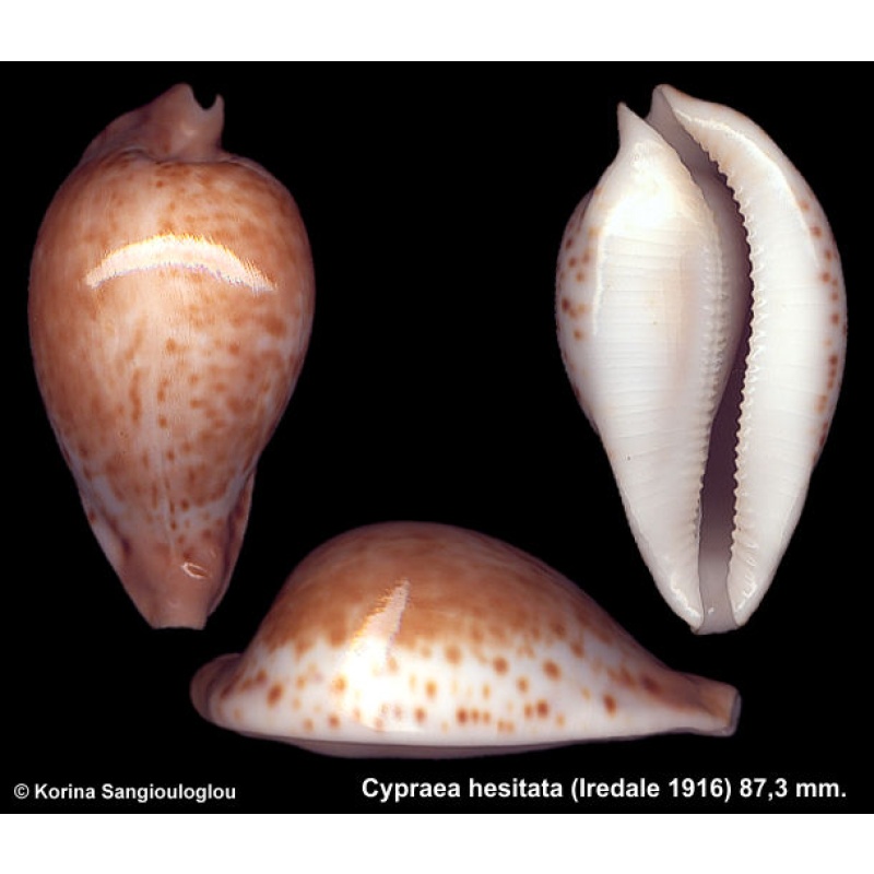 Cypraea hesitata Gorgeous!