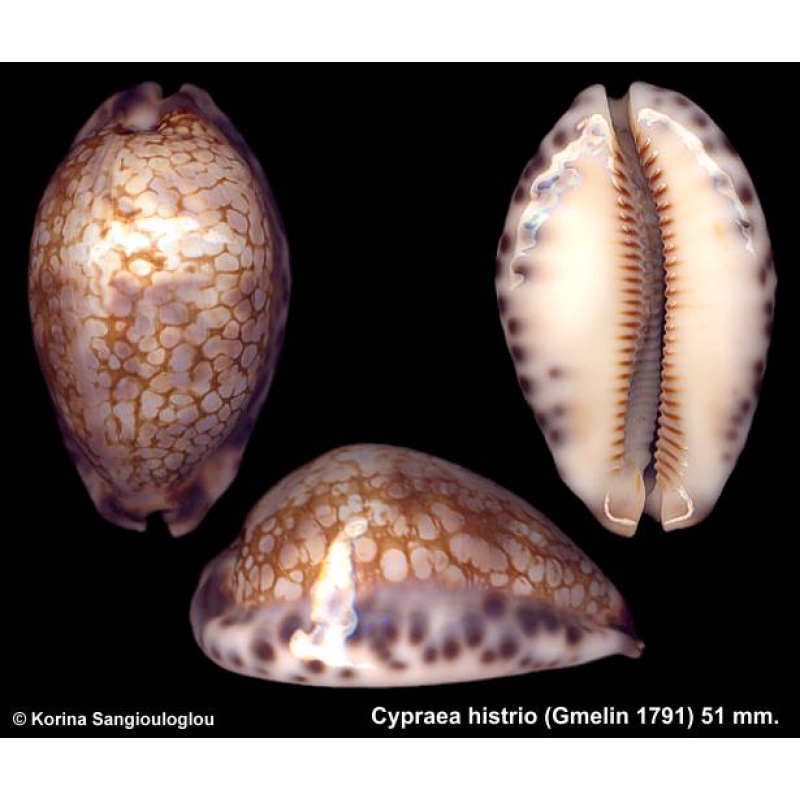 Cypraea histrio Gorgeous Humped!