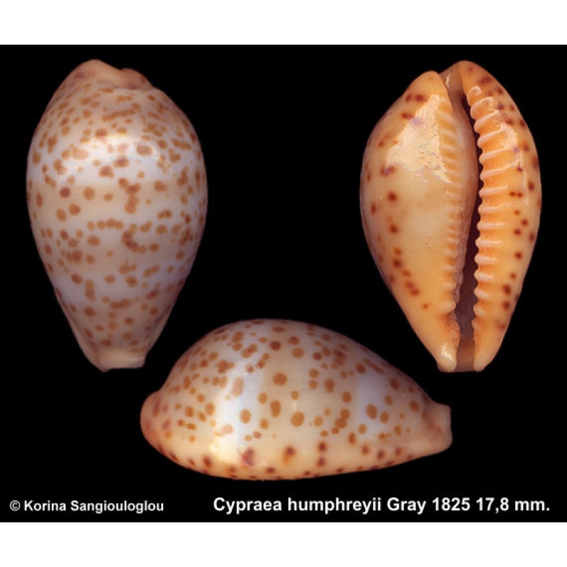 Cypraea humphreyii Gorgeous Superb Large!