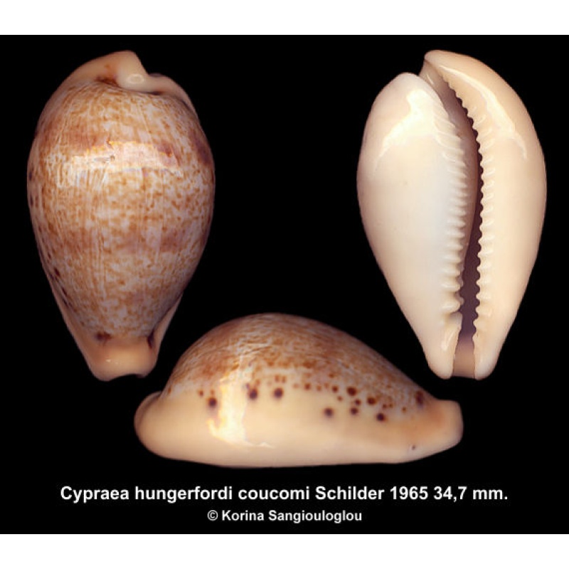 Cypraea hungerfordi coucomi Gorgeous Rare!