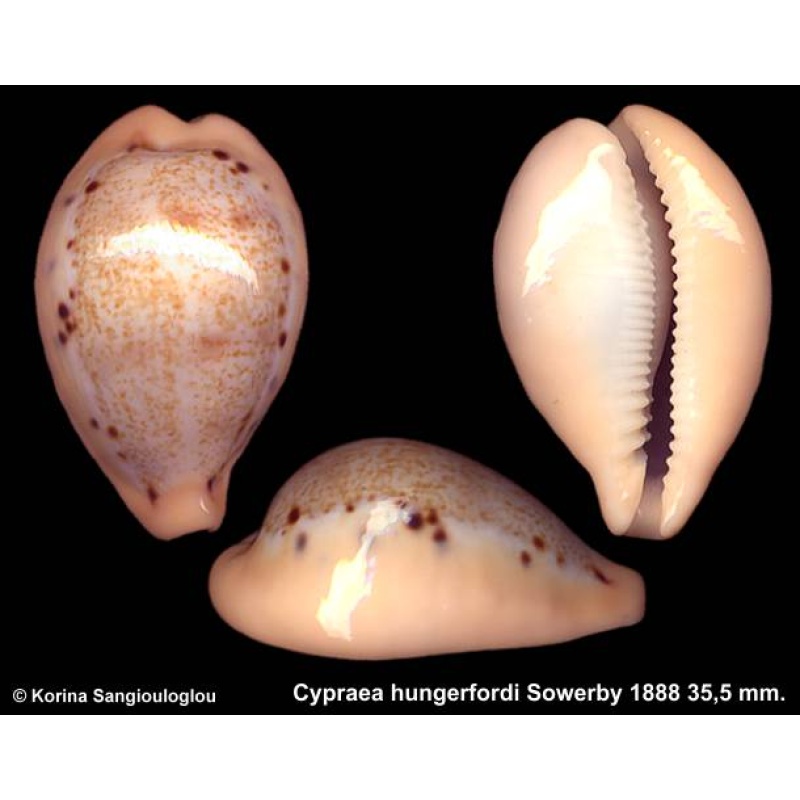 Cypraea hungerfordi Gorgeous Superb!