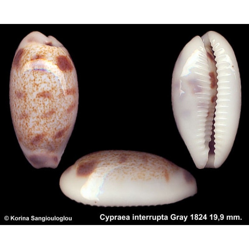 Cypraea interrupta Gorgeous Superb!
