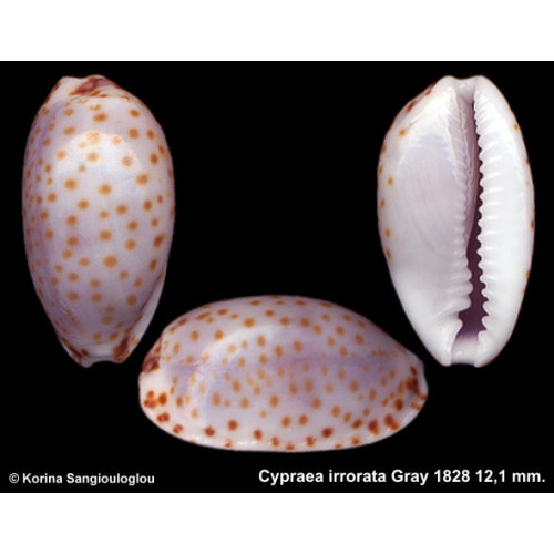 Cypraea irrorata Gorgeous Blue Large!