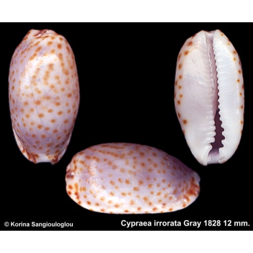 Cypraea irrorata Gorgeous Large!