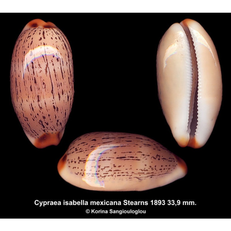 Cypraea isabellamexicana Gorgeous Superb!