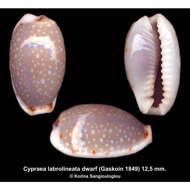 Cypraea labrolineata dwarf Gorgeous Superb!