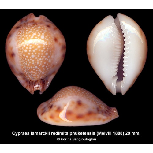 Cypraea lamarckii redimita phuketensis Gorgeous Hyper Callosus Superb!