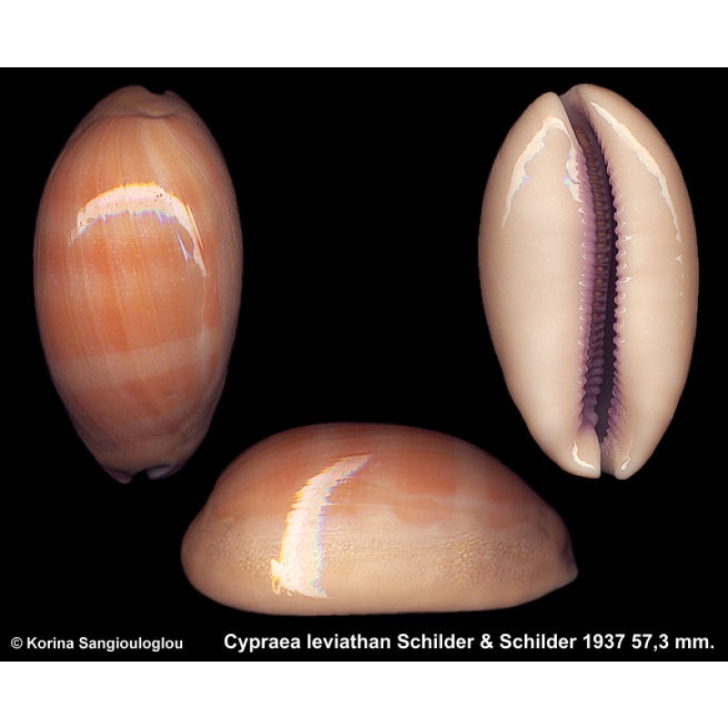 Cypraea leviathan Gorgeous Heavy!