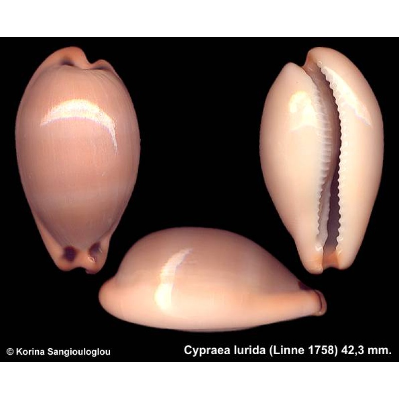 Cypraea lurida Outstanding!