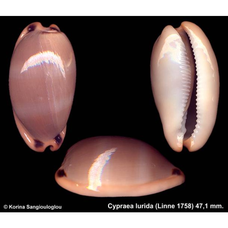 Cypraea lurida Gorgeous Dark Large!