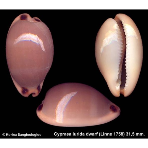 Cypraea lurida dwarf Gorgeous Dark!