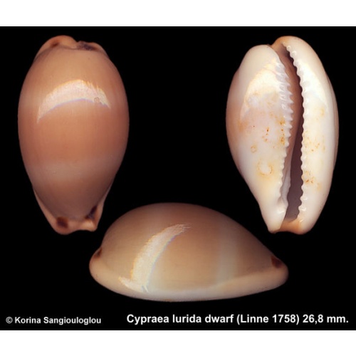 Cypraea lurida dwarf Gorgeous Lilliput!